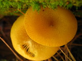 Tricholomopsis decora image