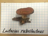 Lactarius rubrilacteus image