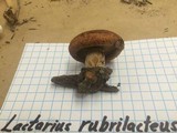 Lactarius rubrilacteus image