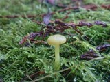 Chrysomphalina grossula image