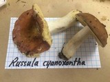 Russula cyanoxantha image