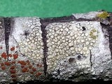 Lecanora carpinea image