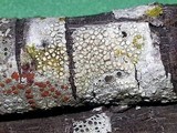 Lecanora carpinea image