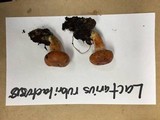 Lactarius rubrilacteus image