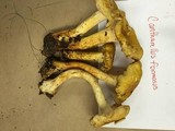 Cantharellus formosus image