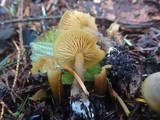 Callistosporium luteo-olivaceum image