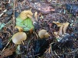 Callistosporium luteo-olivaceum image