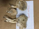 Clitopilus prunulus image