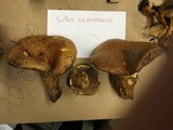 Suillus caerulescens image