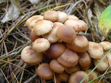 Gymnopus acervatus image