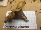 Gomphus clavatus image