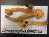 Chroogomphus tomentosus image