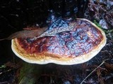 Fomitopsis mounceae image