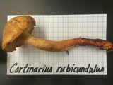 Cortinarius rubicundulus image