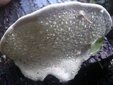 Fomitopsis mounceae image