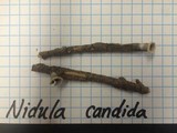 Nidula candida image