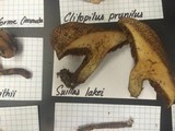 Suillus lakei image
