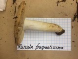 Russula fragrantissima image