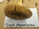 Russula fragrantissima image