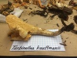 Gomphus kauffmanii image