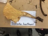 Gomphus kauffmanii image