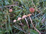 Galerina clavata image
