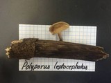 Polyporus leptocephalus image