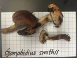 Gomphidius smithii image