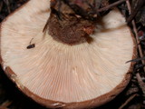 Tapinella atrotomentosa image