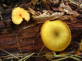 Tricholomopsis decora image