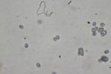 Entoloma sericeum image