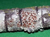 Caloplaca ferruginea image