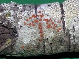 Caloplaca ferruginea image