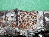 Caloplaca ferruginea image