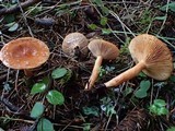 Lactarius subviscidus image