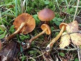 Cortinarius cinnamomeus image