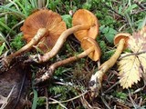 Cortinarius cinnamomeus image