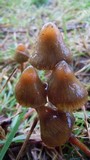 Psilocybe semilanceata image