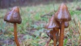 Psilocybe semilanceata image