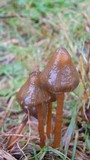 Psilocybe semilanceata image