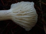 Cuphophyllus virgineus image