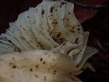 Cuphophyllus virgineus image