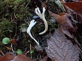 Clavulina rugosa image