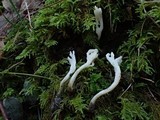 Clavulina rugosa image