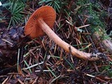 Cortinarius californicus image