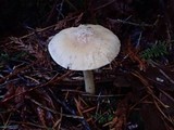 Cuphophyllus pratensis image