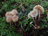 Gymnopus acervatus image