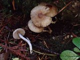 Inocybe griseolilacina image
