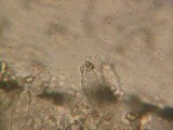 Inocybe griseolilacina image