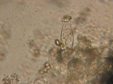 Inocybe griseolilacina image